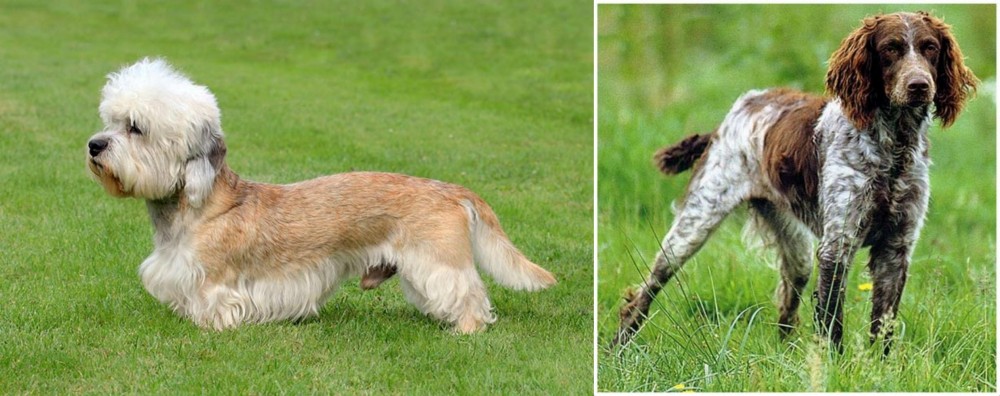 Pont-Audemer Spaniel vs Dandie Dinmont Terrier - Breed Comparison
