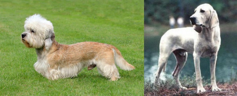 Porcelaine vs Dandie Dinmont Terrier - Breed Comparison