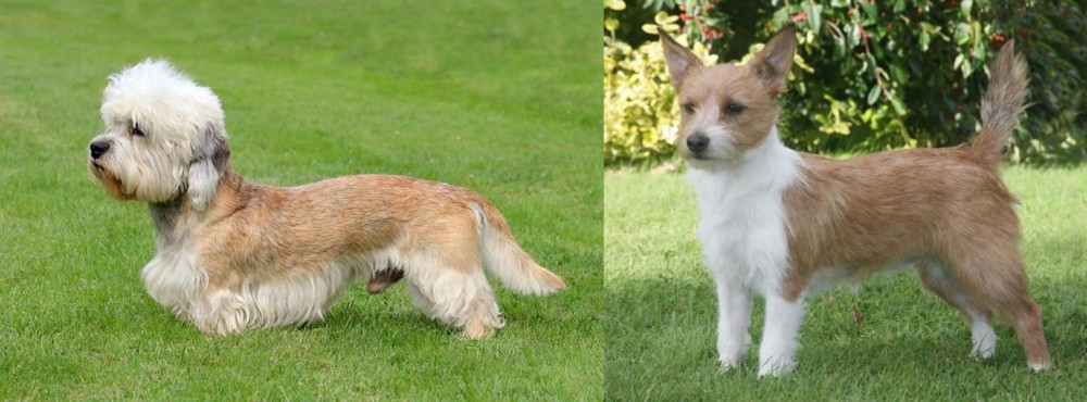 Portuguese Podengo vs Dandie Dinmont Terrier - Breed Comparison