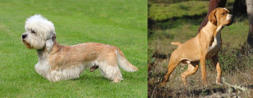 Portuguese Pointer vs Dandie Dinmont Terrier - Breed Comparison