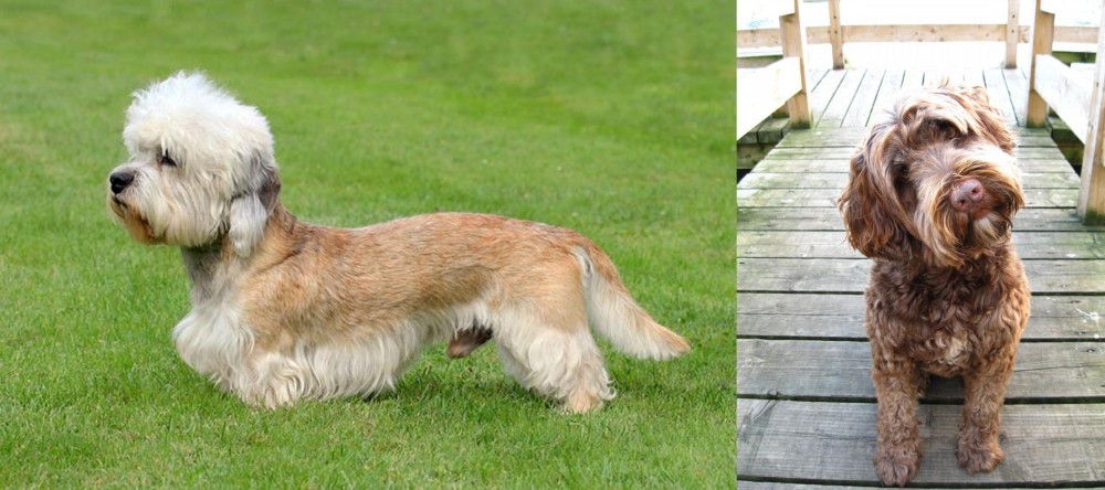 Portuguese Water Dog vs Dandie Dinmont Terrier - Breed Comparison