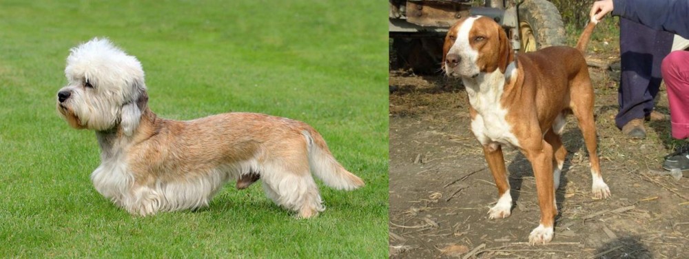 Posavac Hound vs Dandie Dinmont Terrier - Breed Comparison