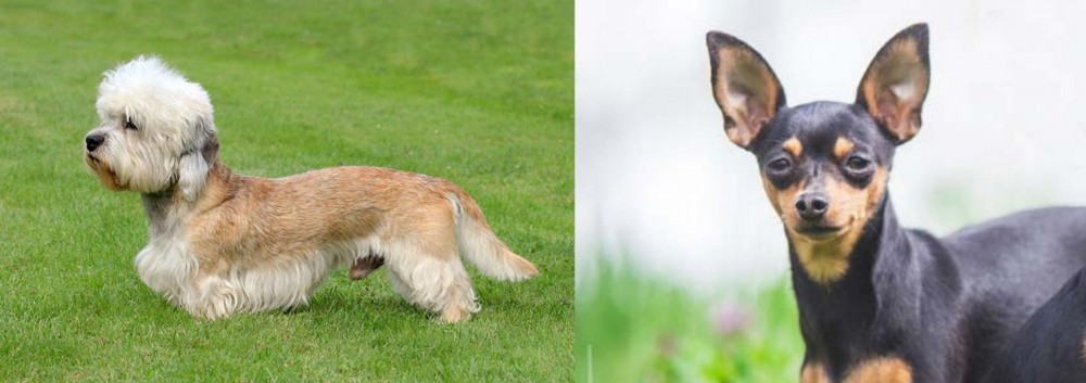 Prazsky Krysarik vs Dandie Dinmont Terrier - Breed Comparison