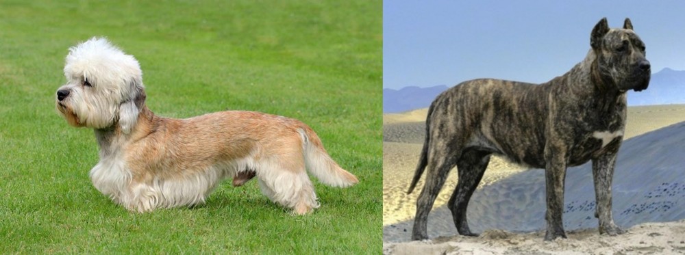 Presa Canario vs Dandie Dinmont Terrier - Breed Comparison