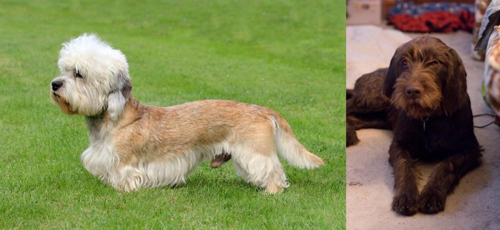 Pudelpointer vs Dandie Dinmont Terrier - Breed Comparison