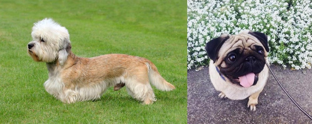 Pug vs Dandie Dinmont Terrier - Breed Comparison