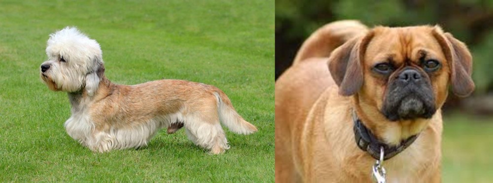 Pugalier vs Dandie Dinmont Terrier - Breed Comparison
