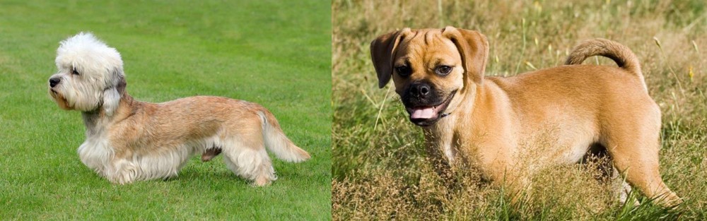 Puggle vs Dandie Dinmont Terrier - Breed Comparison