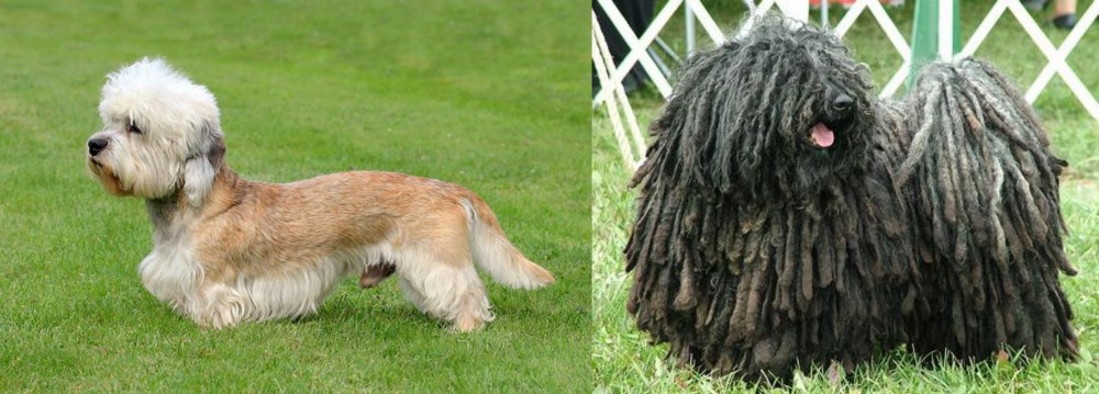 Puli vs Dandie Dinmont Terrier - Breed Comparison