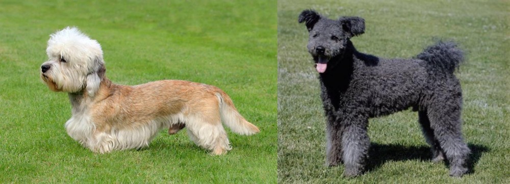 Pumi vs Dandie Dinmont Terrier - Breed Comparison