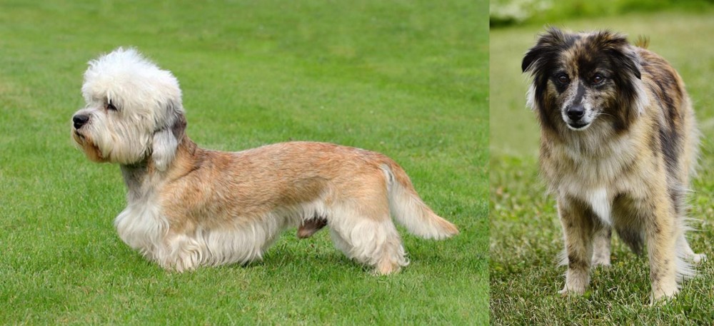 Pyrenean Shepherd vs Dandie Dinmont Terrier - Breed Comparison