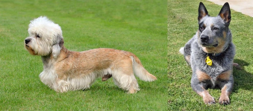 Queensland Heeler vs Dandie Dinmont Terrier - Breed Comparison