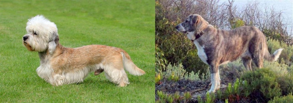 Rafeiro do Alentejo vs Dandie Dinmont Terrier - Breed Comparison