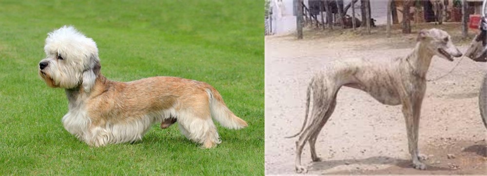 Rampur Greyhound vs Dandie Dinmont Terrier - Breed Comparison
