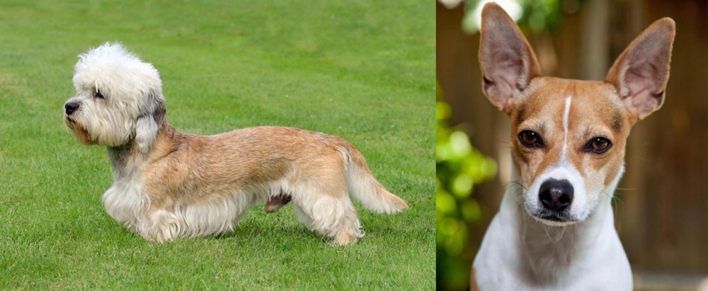 Rat Terrier vs Dandie Dinmont Terrier - Breed Comparison