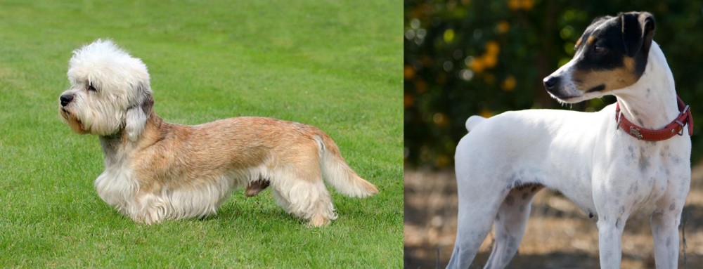 Ratonero Bodeguero Andaluz vs Dandie Dinmont Terrier - Breed Comparison