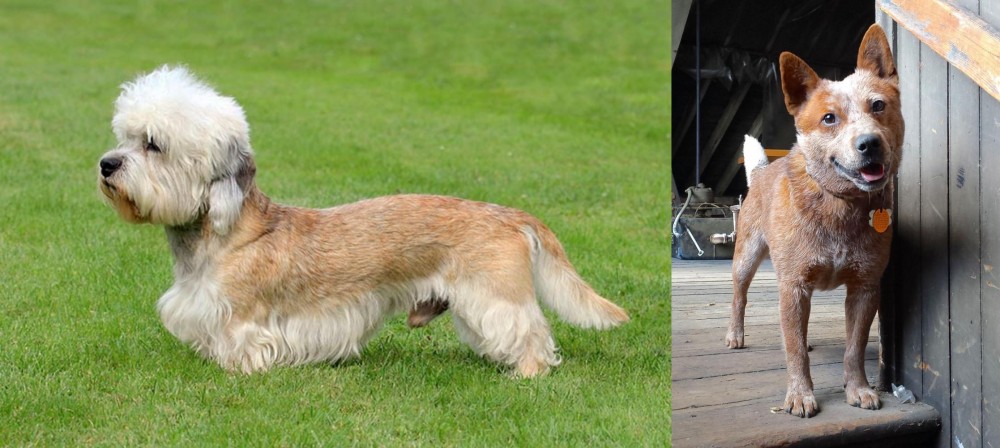 Red Heeler vs Dandie Dinmont Terrier - Breed Comparison
