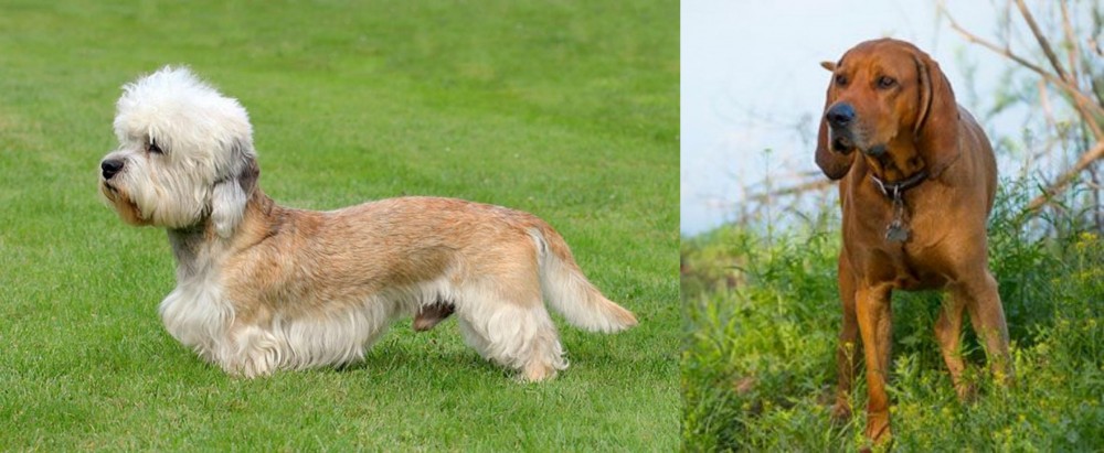 Redbone Coonhound vs Dandie Dinmont Terrier - Breed Comparison