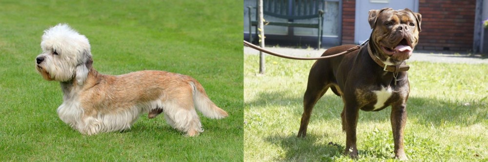 Renascence Bulldogge vs Dandie Dinmont Terrier - Breed Comparison