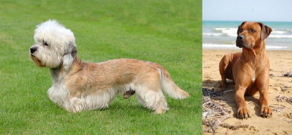 Rhodesian Ridgeback vs Dandie Dinmont Terrier - Breed Comparison