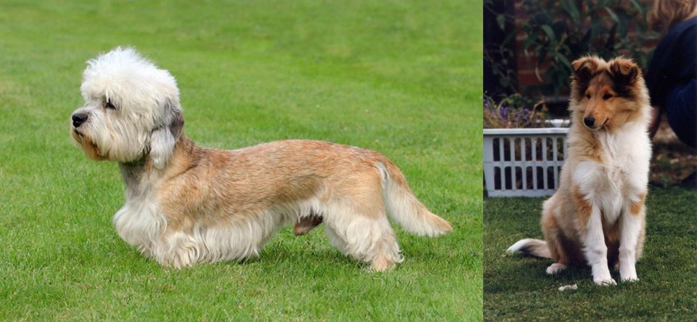 Rough Collie vs Dandie Dinmont Terrier - Breed Comparison