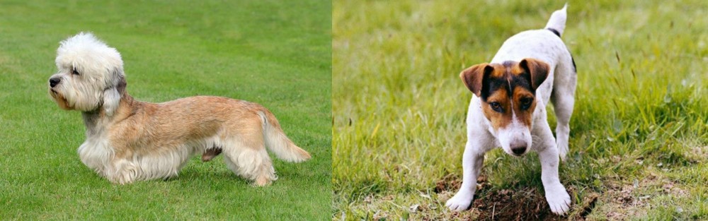 Russell Terrier vs Dandie Dinmont Terrier - Breed Comparison