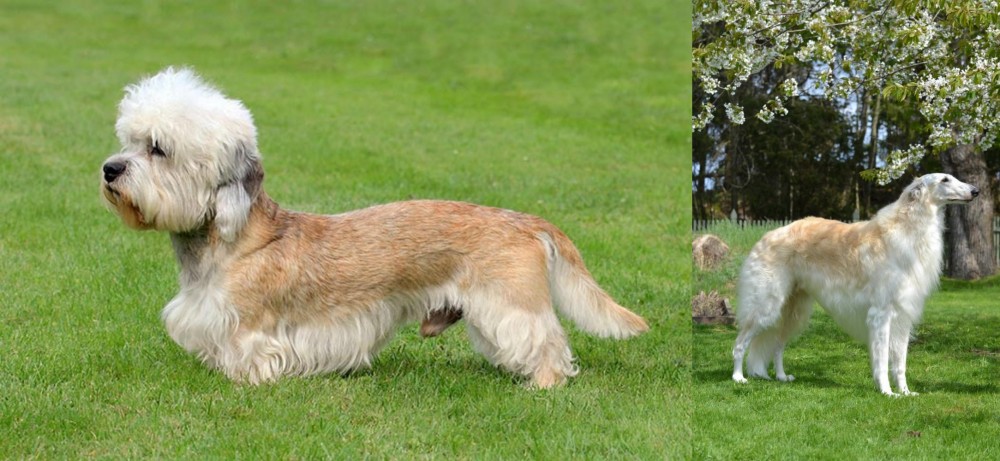 Russian Hound vs Dandie Dinmont Terrier - Breed Comparison
