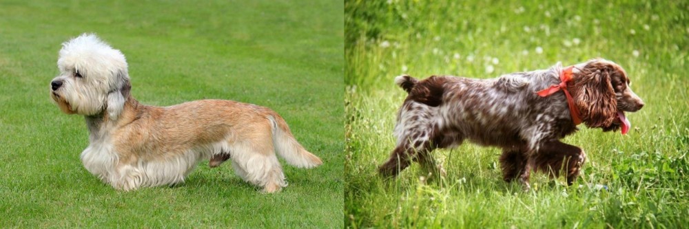 Russian Spaniel vs Dandie Dinmont Terrier - Breed Comparison