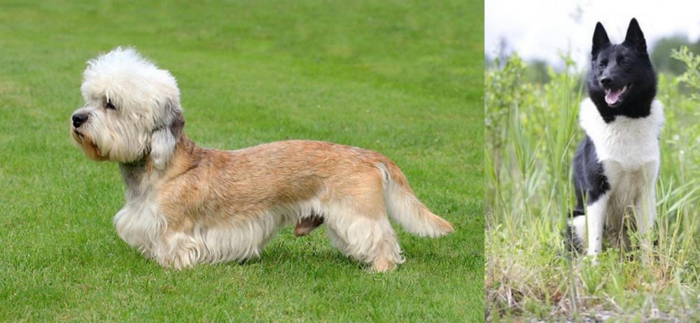 Russo-European Laika vs Dandie Dinmont Terrier - Breed Comparison