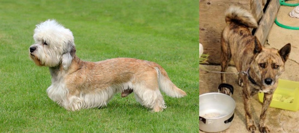 Ryukyu Inu vs Dandie Dinmont Terrier - Breed Comparison