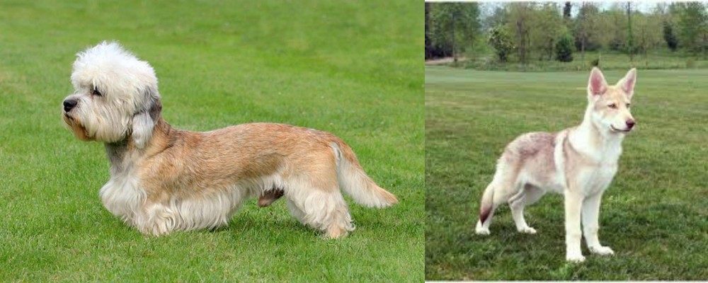 Saarlooswolfhond vs Dandie Dinmont Terrier - Breed Comparison