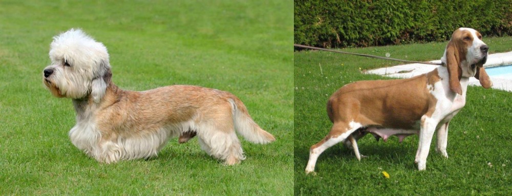Sabueso Espanol vs Dandie Dinmont Terrier - Breed Comparison