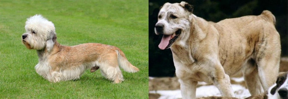 Sage Koochee vs Dandie Dinmont Terrier - Breed Comparison