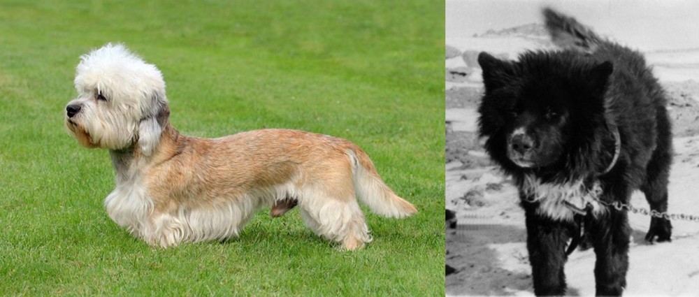 Sakhalin Husky vs Dandie Dinmont Terrier - Breed Comparison