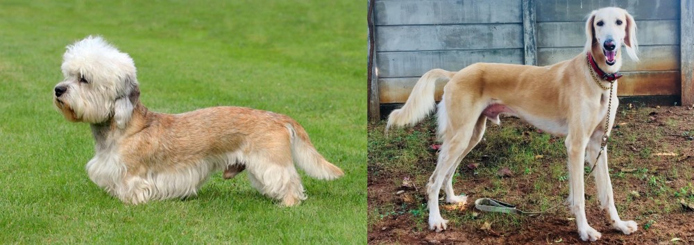 Saluki vs Dandie Dinmont Terrier - Breed Comparison