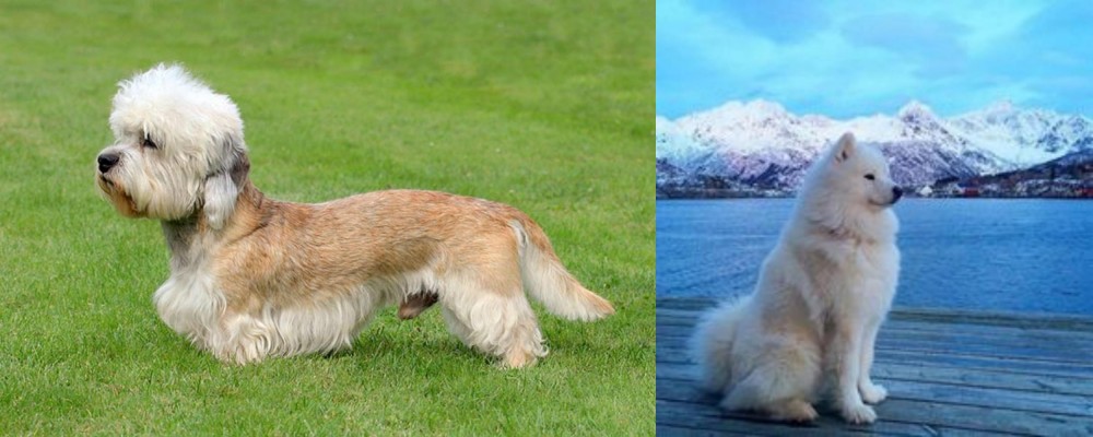 Samoyed vs Dandie Dinmont Terrier - Breed Comparison