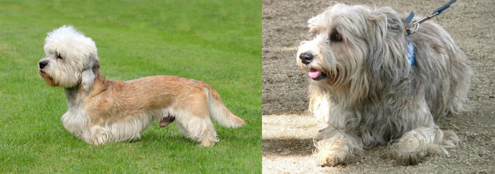 Sapsali vs Dandie Dinmont Terrier - Breed Comparison