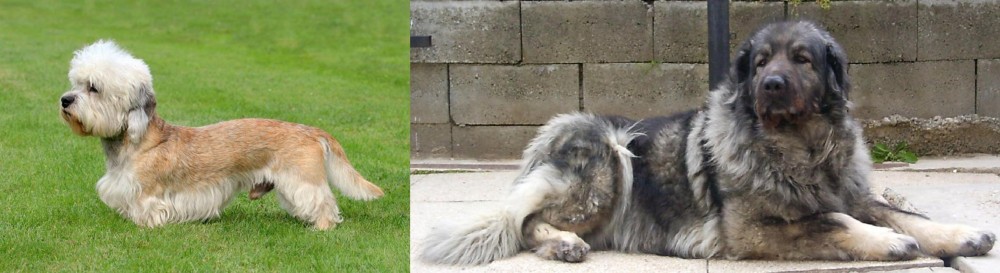 Sarplaninac vs Dandie Dinmont Terrier - Breed Comparison