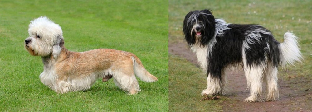 Schapendoes vs Dandie Dinmont Terrier - Breed Comparison