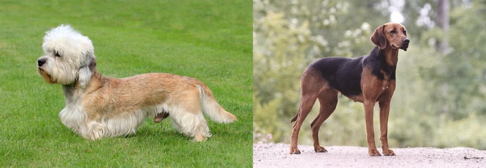 Schillerstovare vs Dandie Dinmont Terrier - Breed Comparison