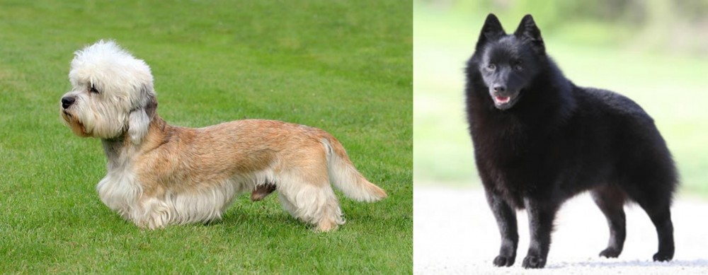 Schipperke vs Dandie Dinmont Terrier - Breed Comparison