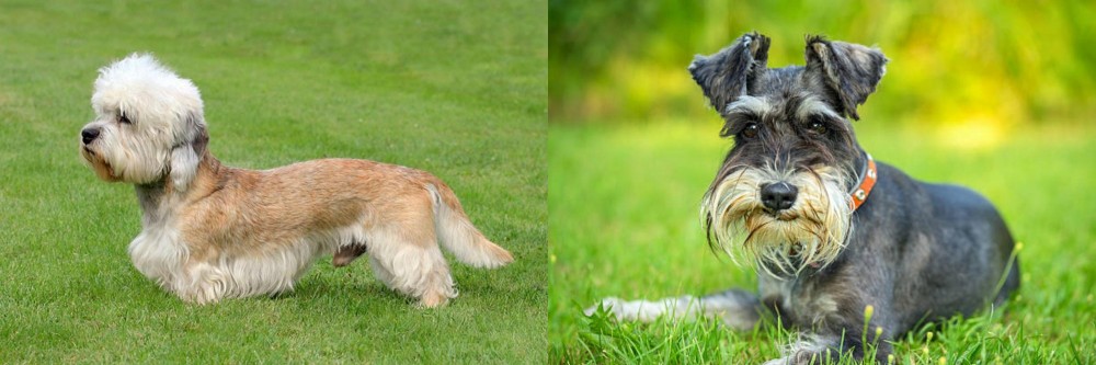 Schnauzer vs Dandie Dinmont Terrier - Breed Comparison