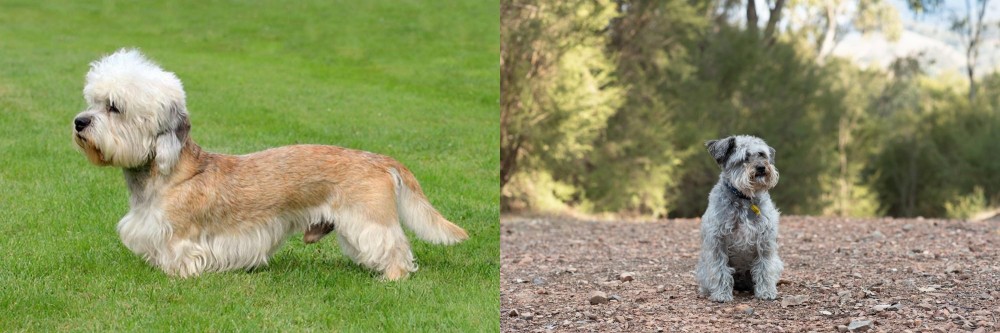 Schnoodle vs Dandie Dinmont Terrier - Breed Comparison