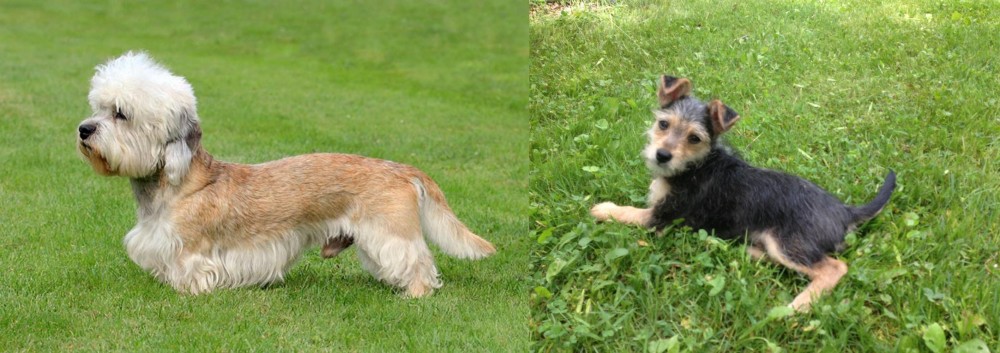 Schnorkie vs Dandie Dinmont Terrier - Breed Comparison