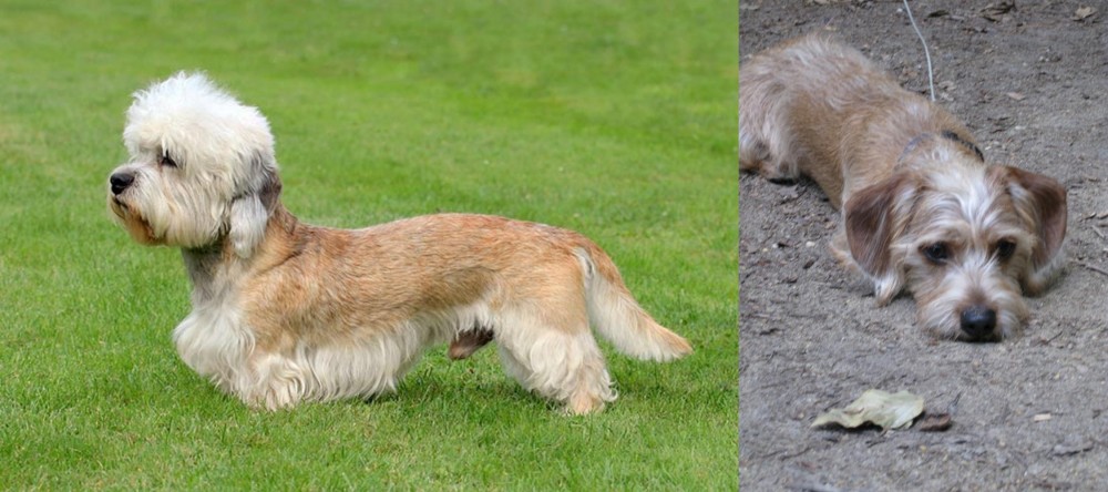 Schweenie vs Dandie Dinmont Terrier - Breed Comparison