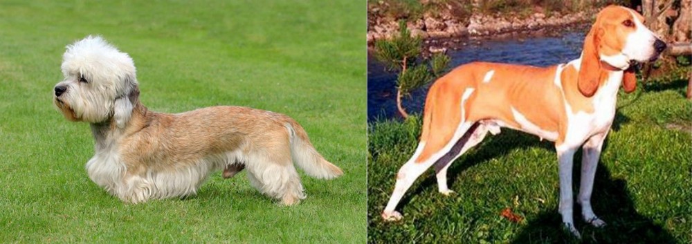 Schweizer Laufhund vs Dandie Dinmont Terrier - Breed Comparison