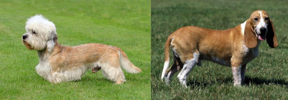 Schweizer Niederlaufhund vs Dandie Dinmont Terrier - Breed Comparison