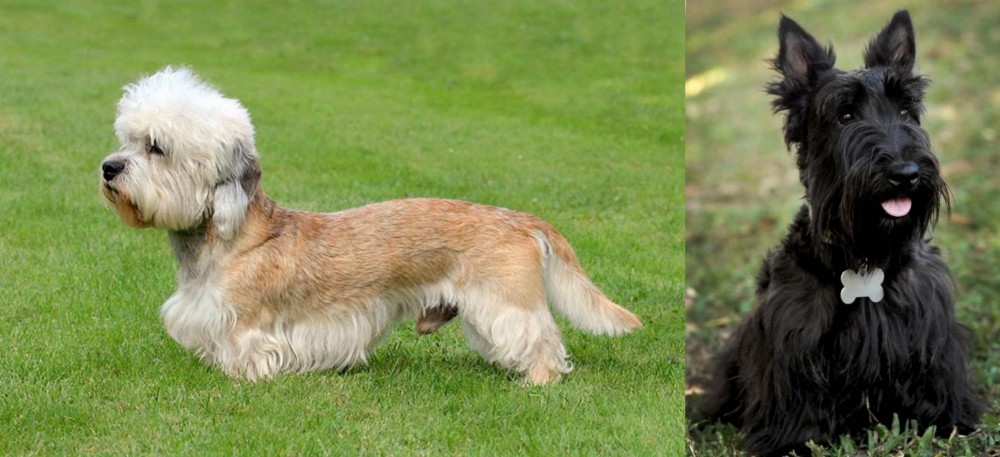 Scoland Terrier vs Dandie Dinmont Terrier - Breed Comparison