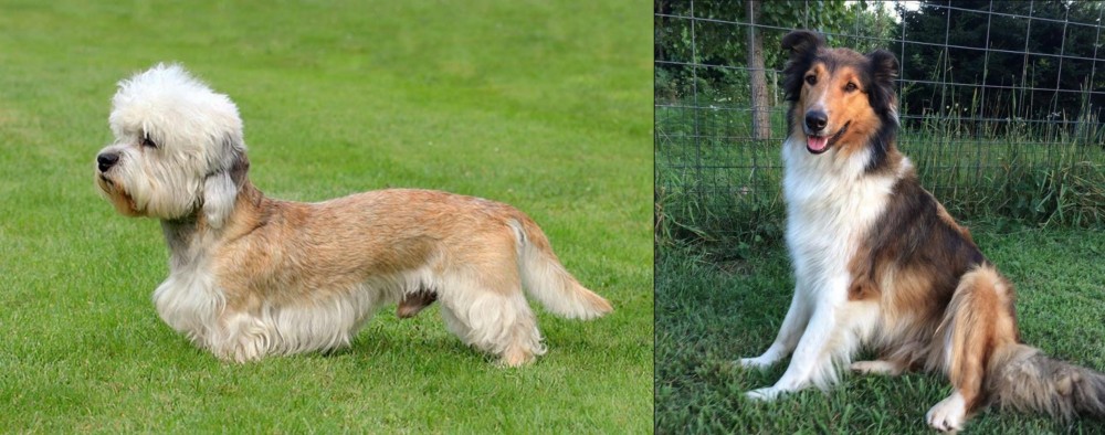 Scotch Collie vs Dandie Dinmont Terrier - Breed Comparison