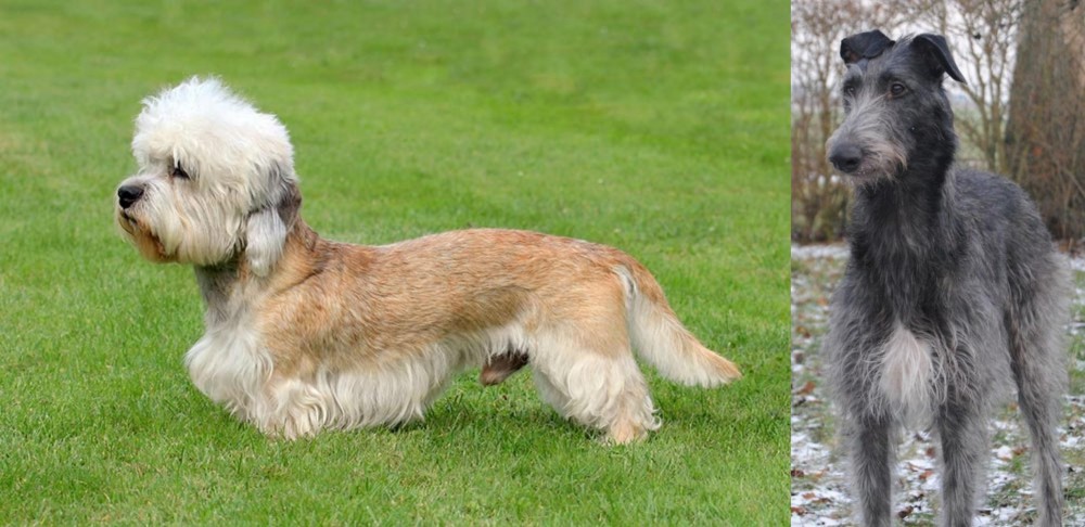 Scottish Deerhound vs Dandie Dinmont Terrier - Breed Comparison